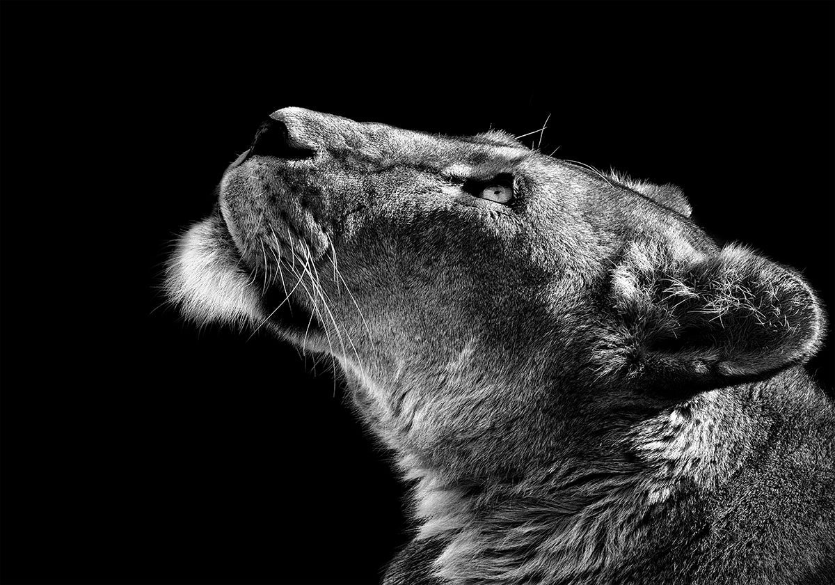 Nachschlagendes Poster