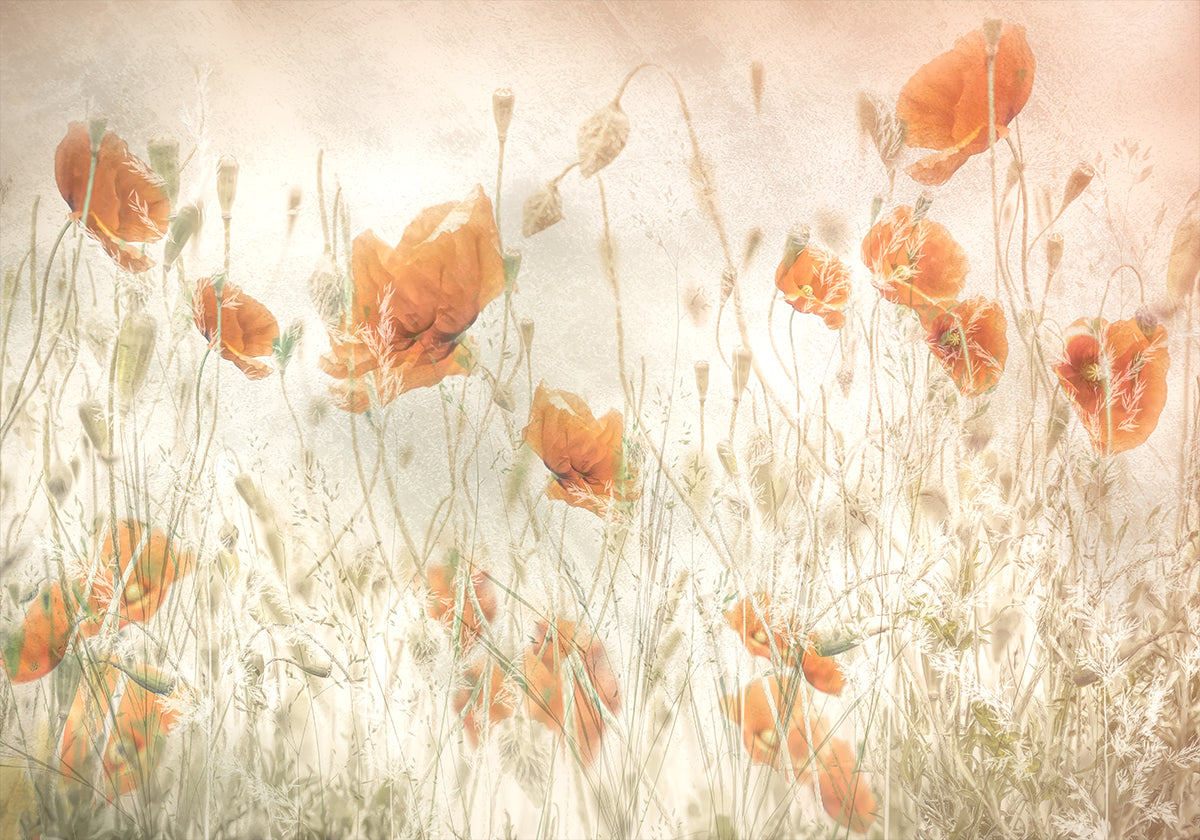 Mohnblumen auf dem Feld