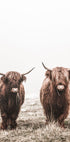 Scottish Highlanders Plakat - Posterbox.no