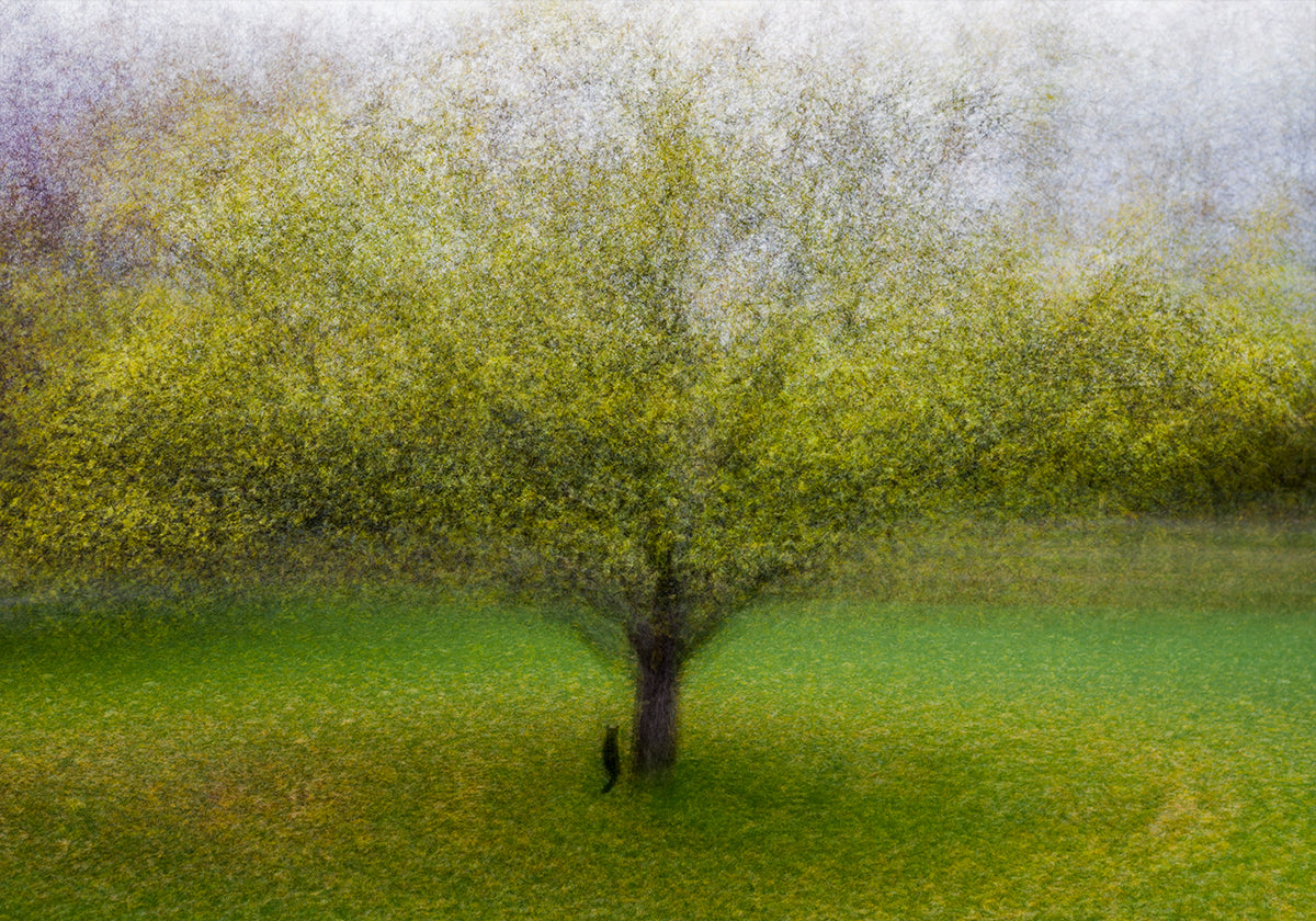 Die Katze am Baum
