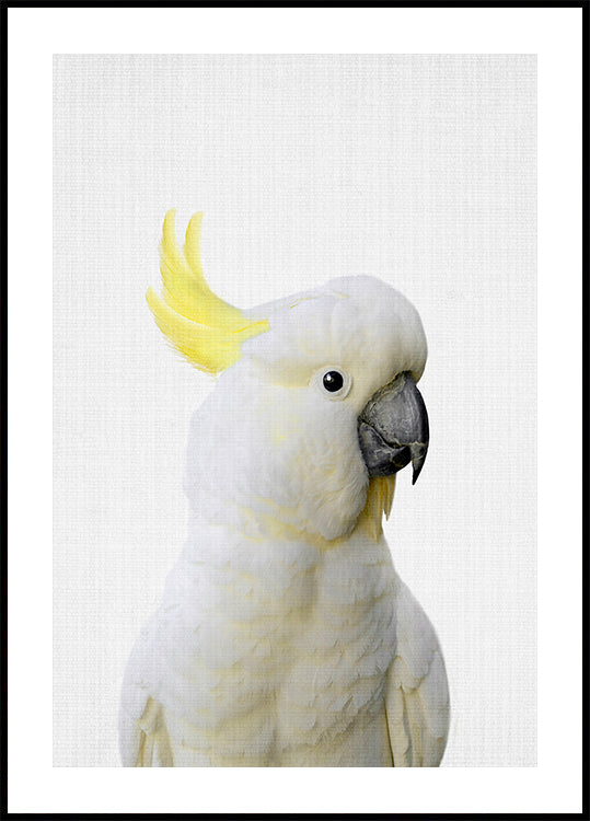 Peekaboo-Kakadu-Poster
