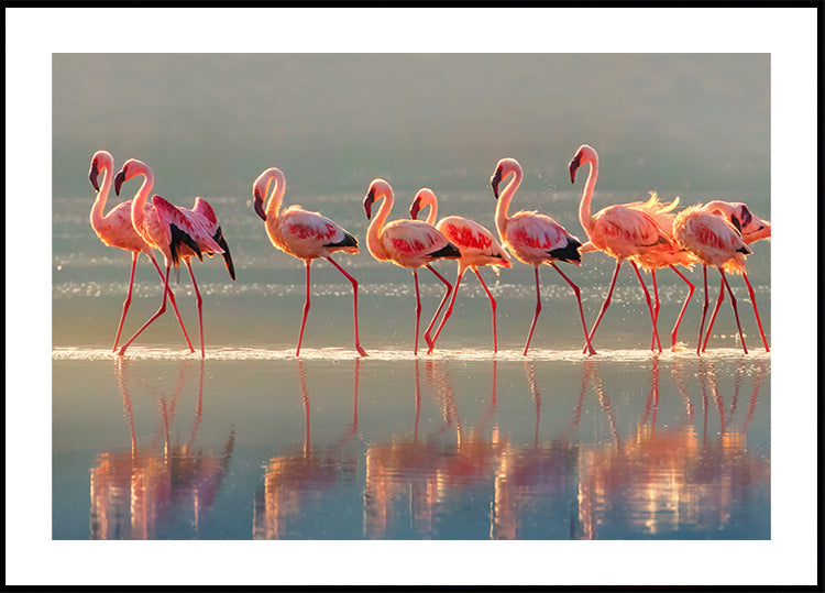 Flamingo-Poster