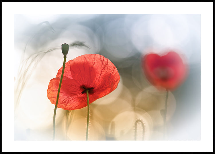 Morgenmohn