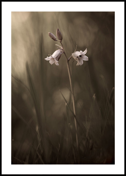 Eine kleine Blume auf dem Boden Poster