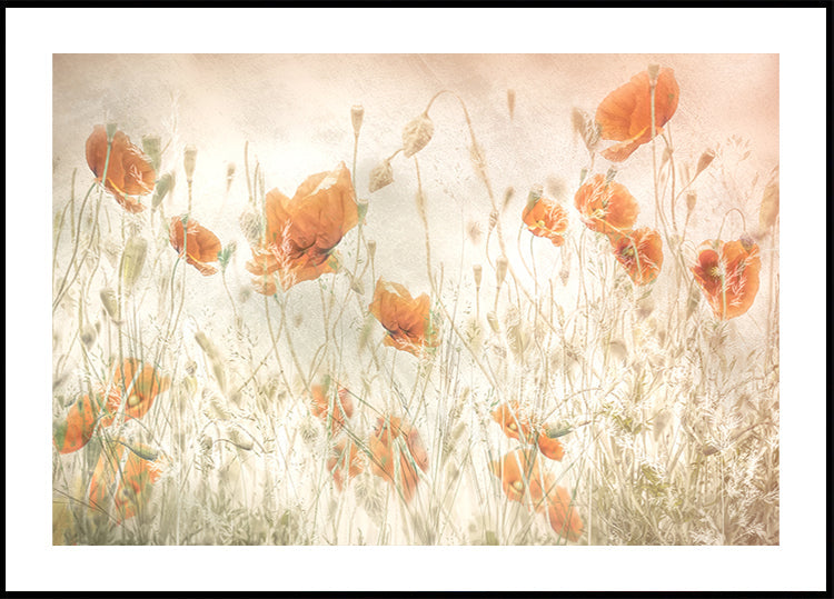 Mohnblumen auf dem Feld