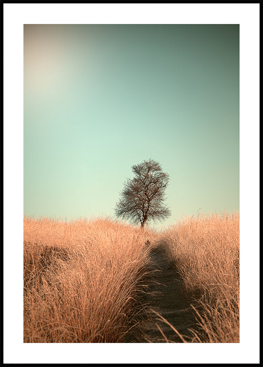 Gras und Weg