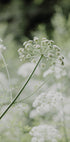 White Wildflowers in a Soft Green Meadow Plakat - Posterbox.dk