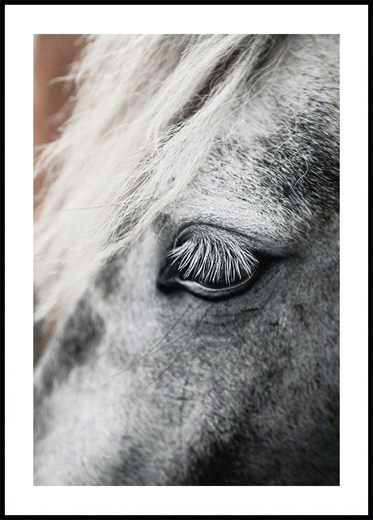 Eye of The White Horse Plakat - Posterbox.dk