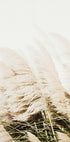 Pampas Grass Plakat - Posterbox.dk