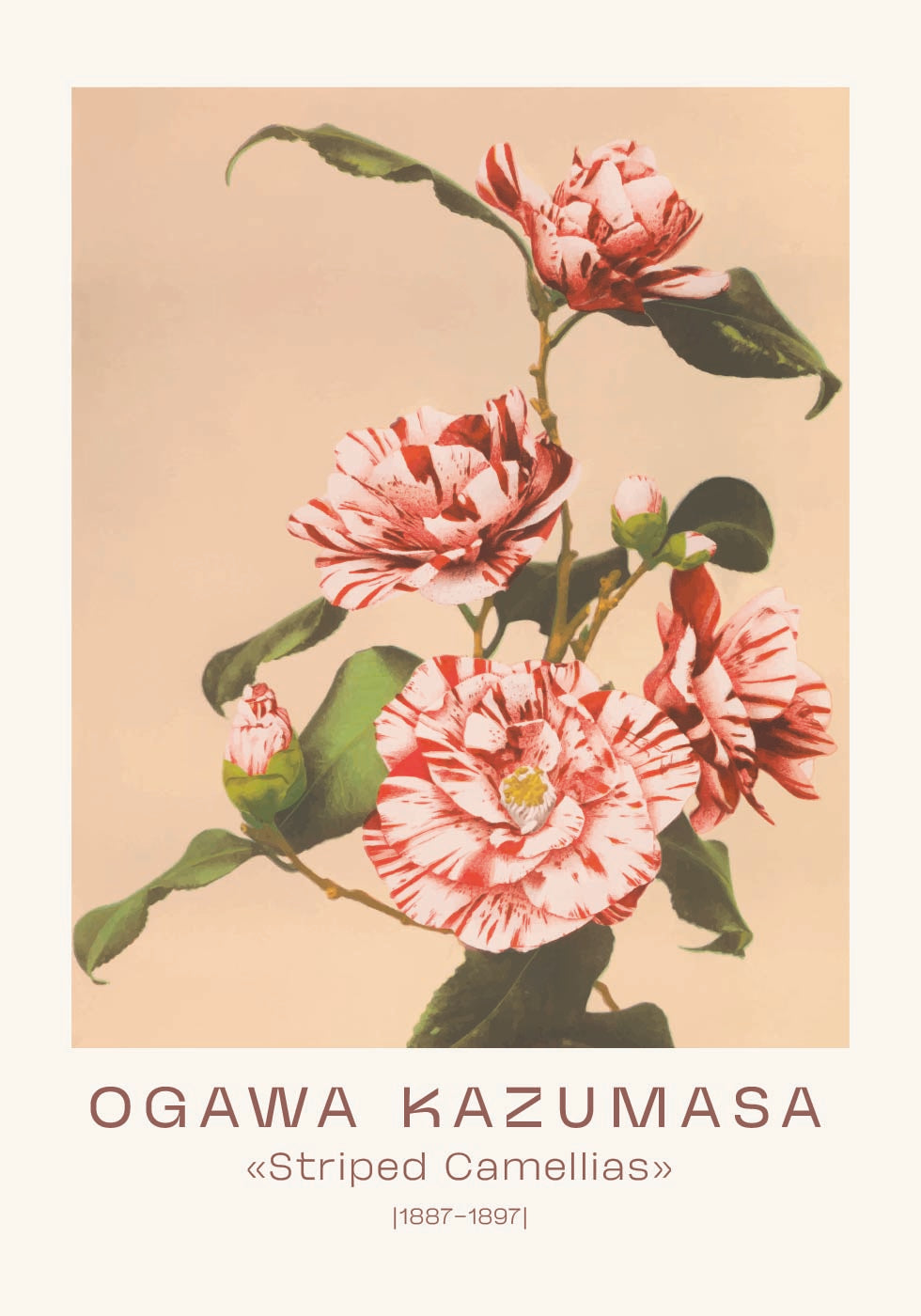 Ogawa Kazumasa, Striped Camellias Plakat - Posterbox.dk