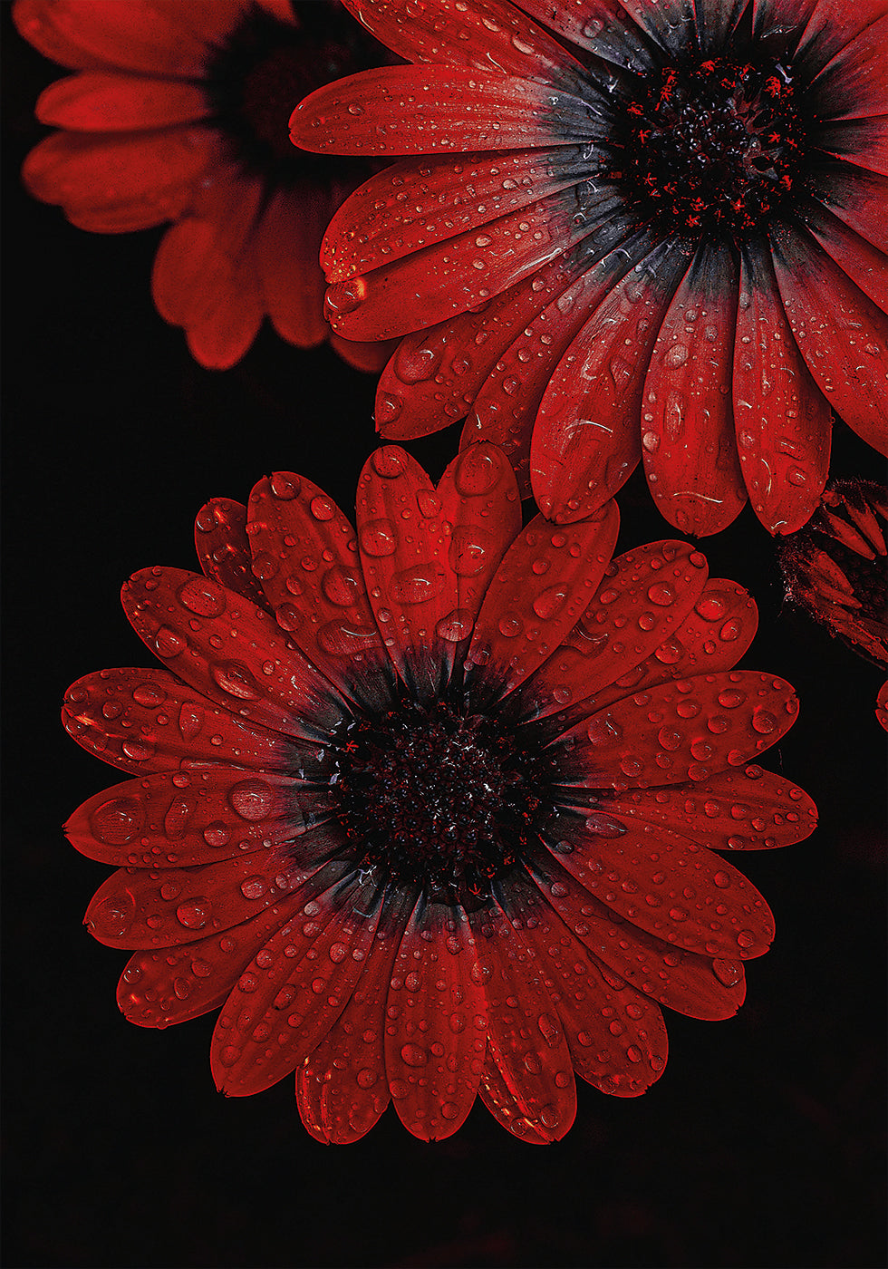 Red Dimorphotheca Flowers with Water Droplets Plakat - Posterbox.dk