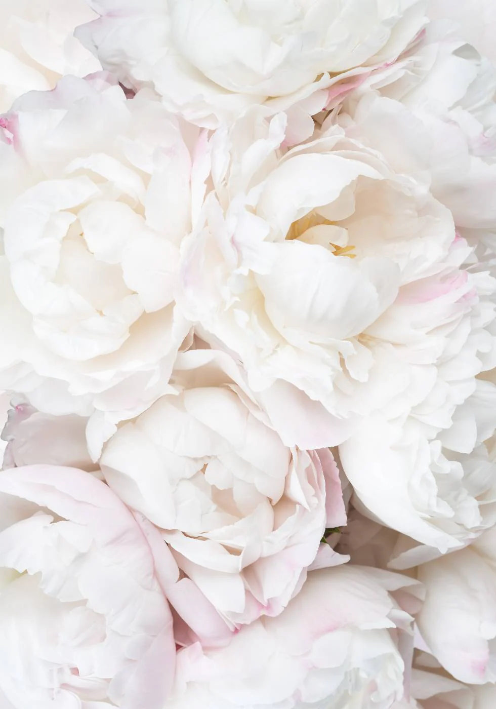 White Peonies, Soft Romantic Floral Close-up Plakat - Posterbox.dk