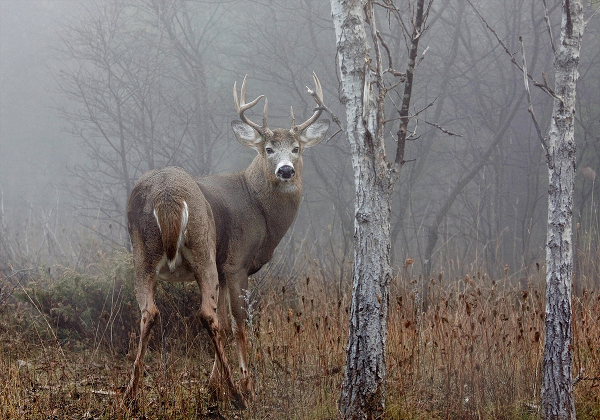 Poster Weißwedelbock - Im Herbstnebel
