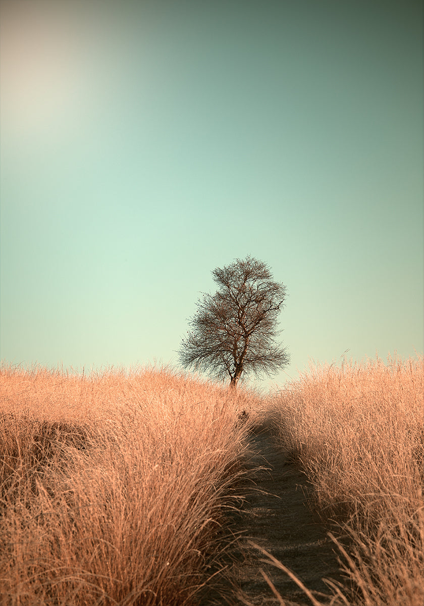 Gras und Weg