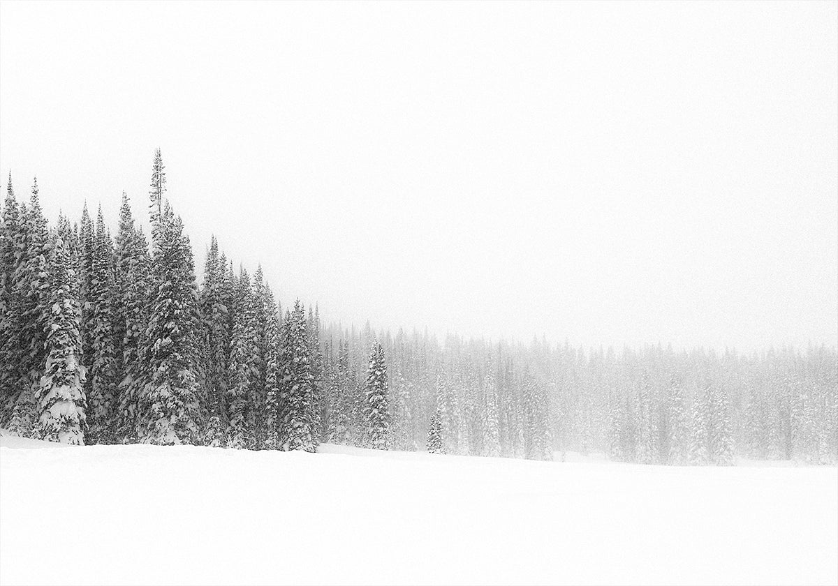 Poster „Wald vor lauter Bäumen“.