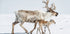 Reindeer With Offspring Plakat - Posterbox.dk