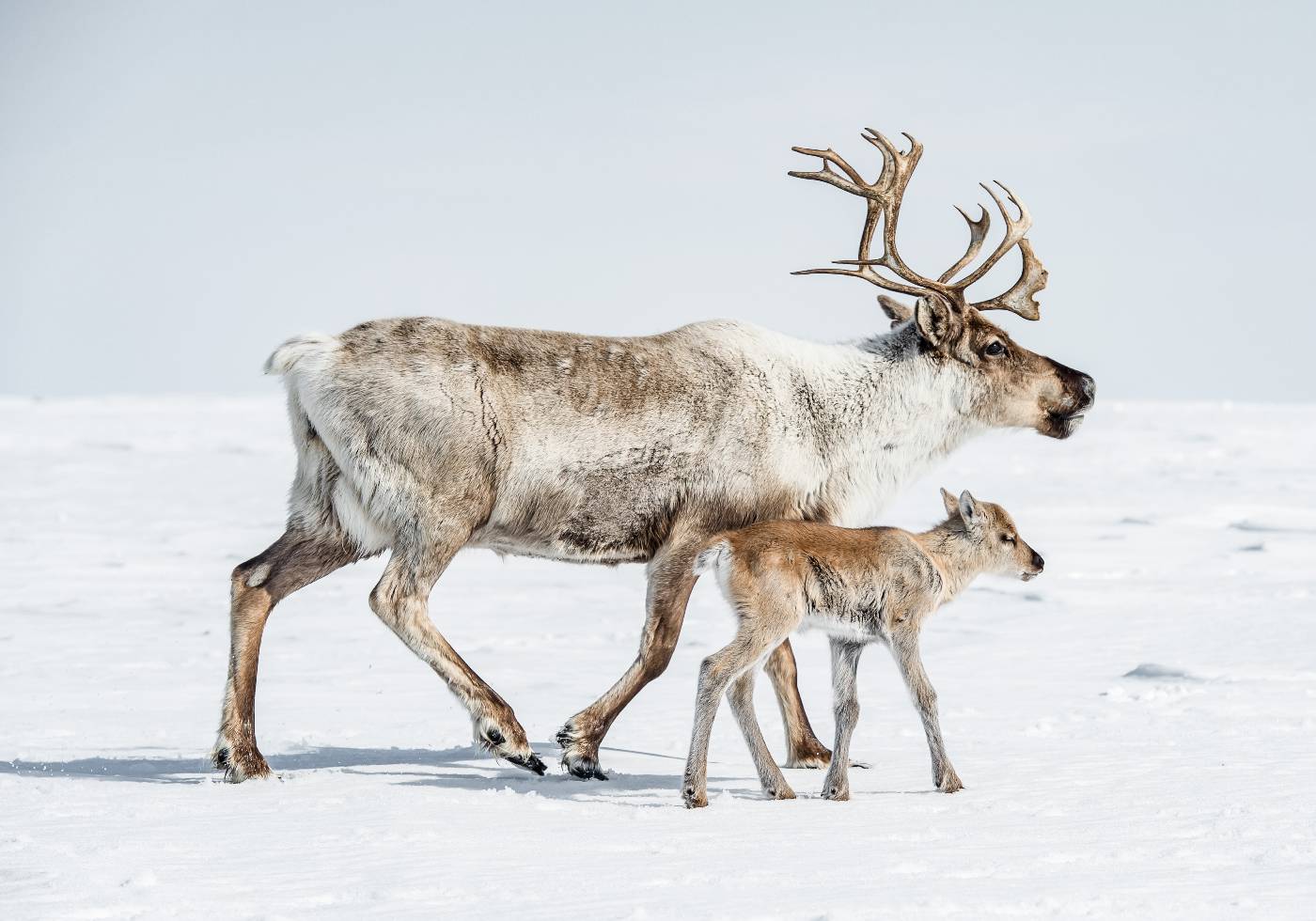 Reindeer With Offspring Plakat - Posterbox.dk