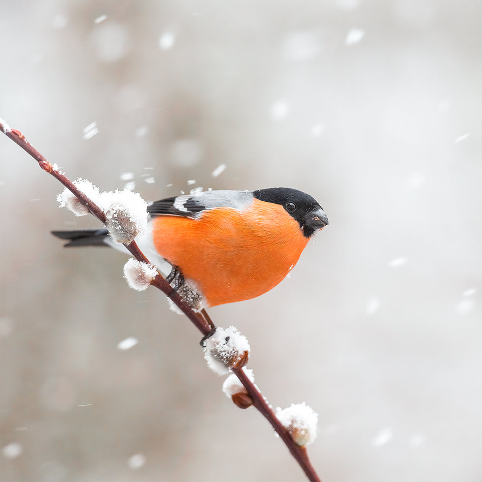Bullfinch in a snowstorm Plakater - Posterbox