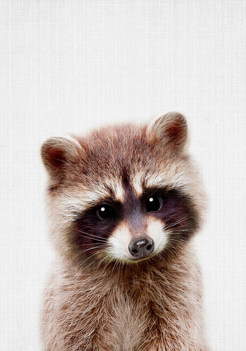 Peekaboo-Waschbär-Poster