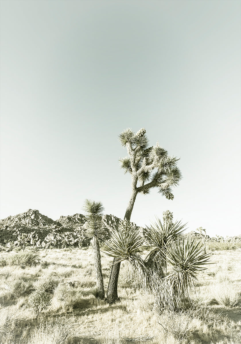 Joshua-Tree-Nationalpark-Vintage-Impression-Poster