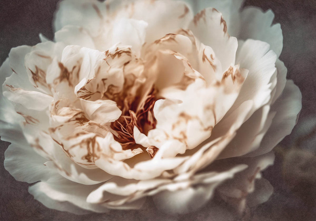 Blütenblätter der Gelassenheit