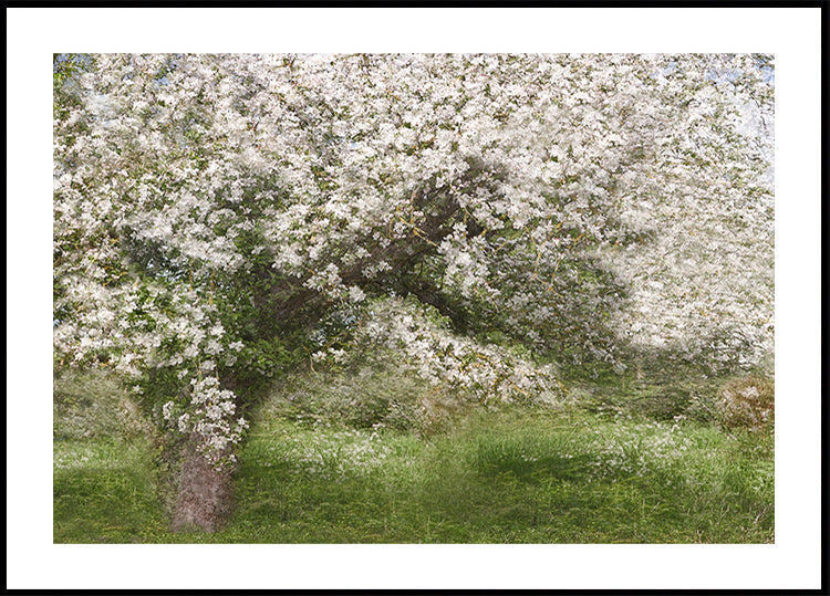 Apple Tree (NEW) - Posterbox