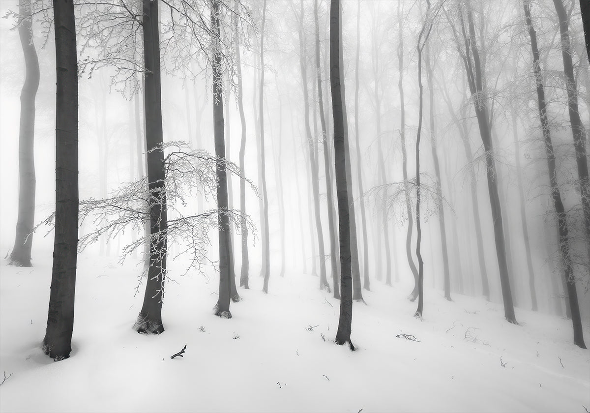 Stille des Waldes Poster