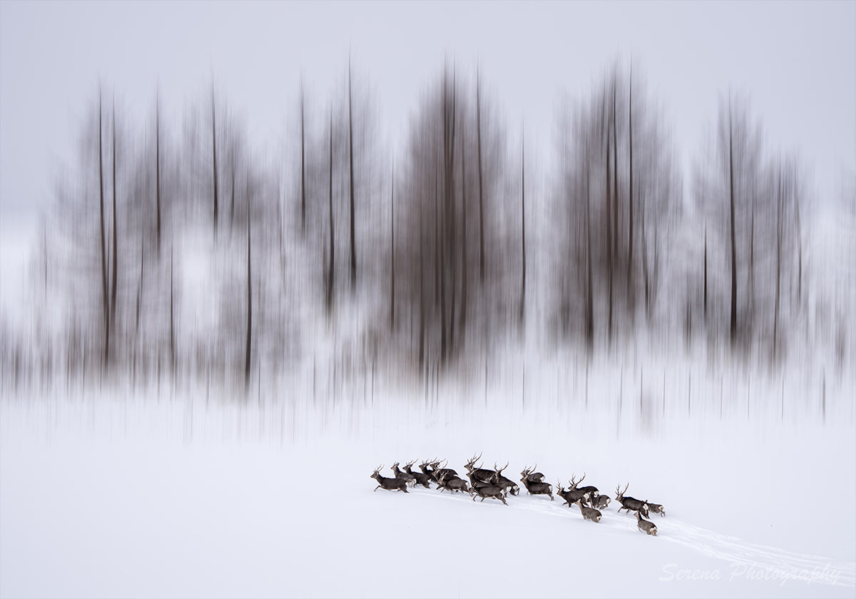 Winter in Hokkaido Poster