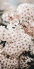 White Spring Flowers Plakat - Posterbox.no