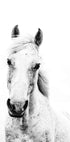 White Horse Plakat - Posterbox.no