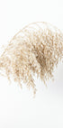 Boho Dried in Nature Plakat - Posterbox.no