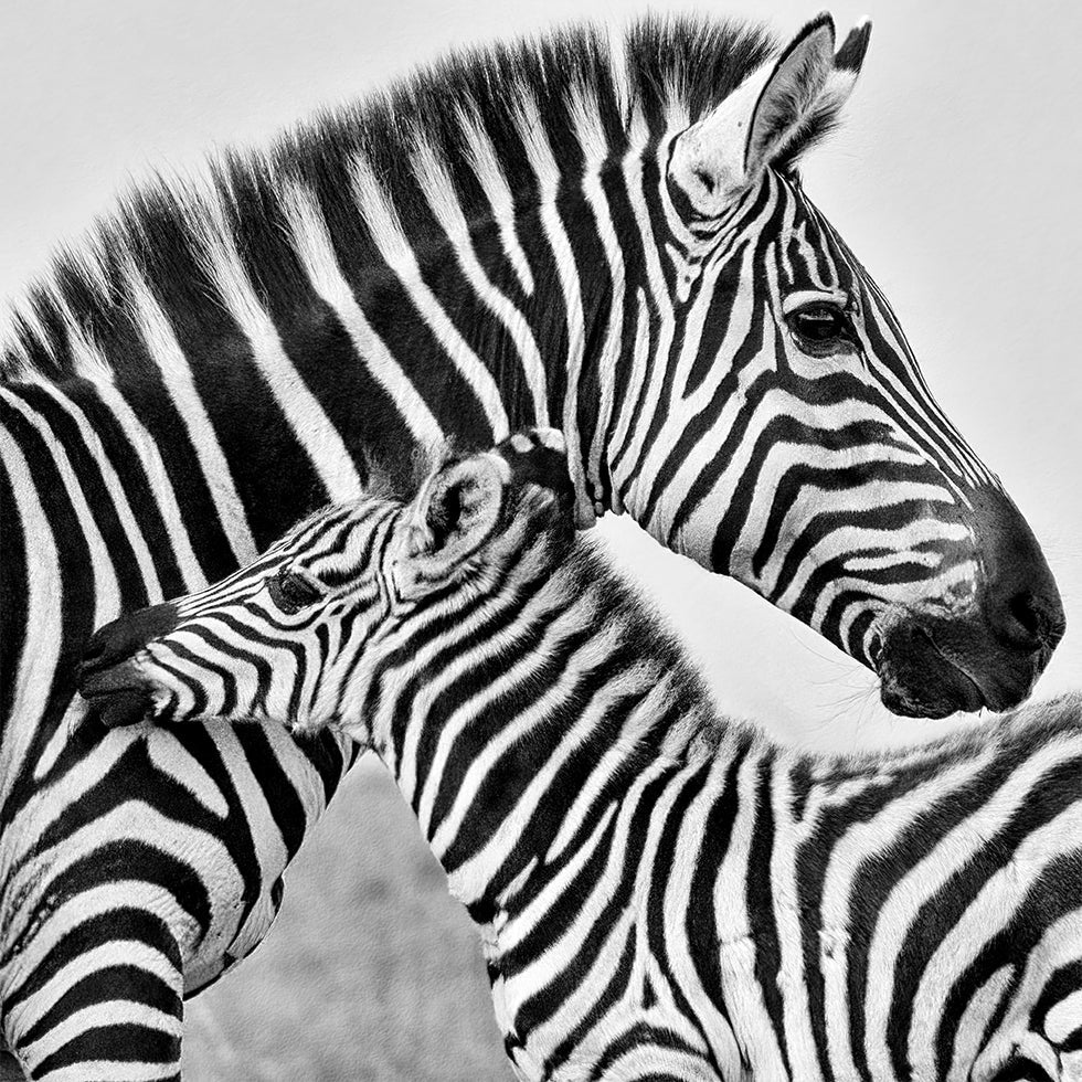 Love (NEW) - Posterbox