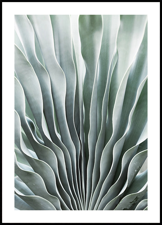 Nature's Grace (NEW) - Posterbox