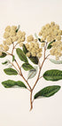 Kumarahou Drawn By Sarah Featon (1848–1927 (NEW) - Posterbox