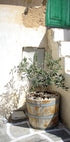 Olive Tree Entrance Plakat - Posterbox.no