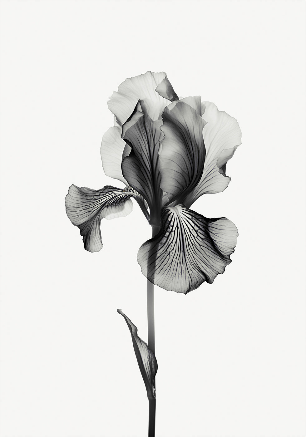 Abstraktes Iris-Poster 
