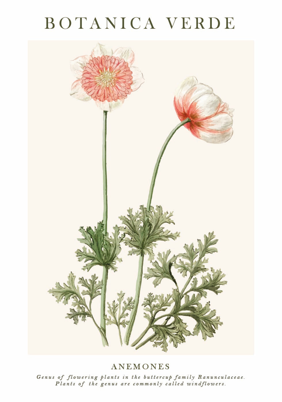 Poster Anemonen 