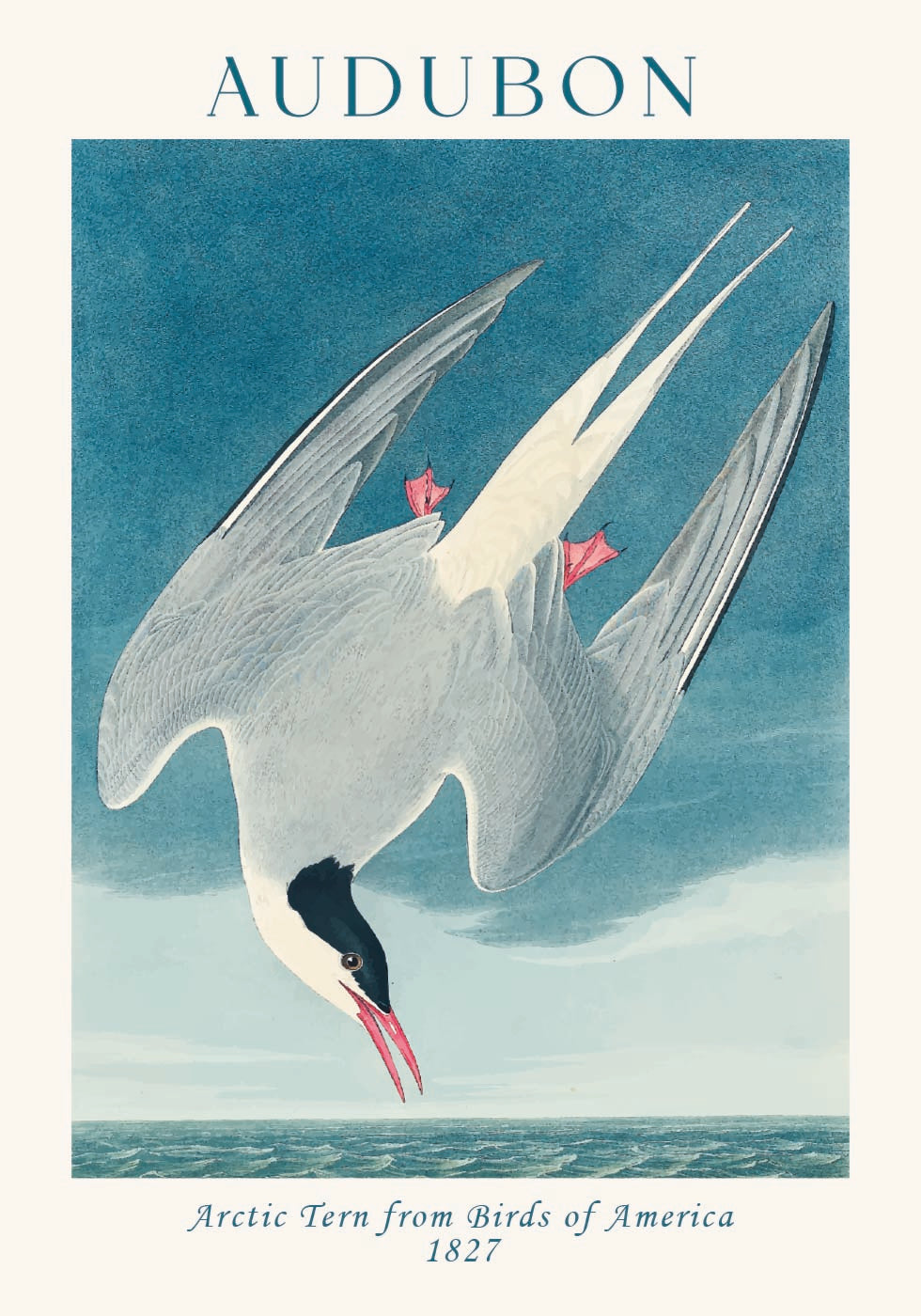 Küstenseeschwalbe von Birds of America Audubon Poster 