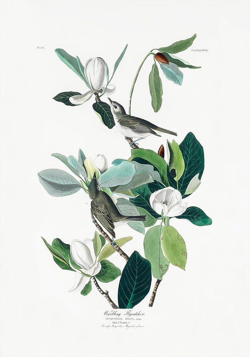 Warbling Flycatcher von Birds of America (1827) Poster