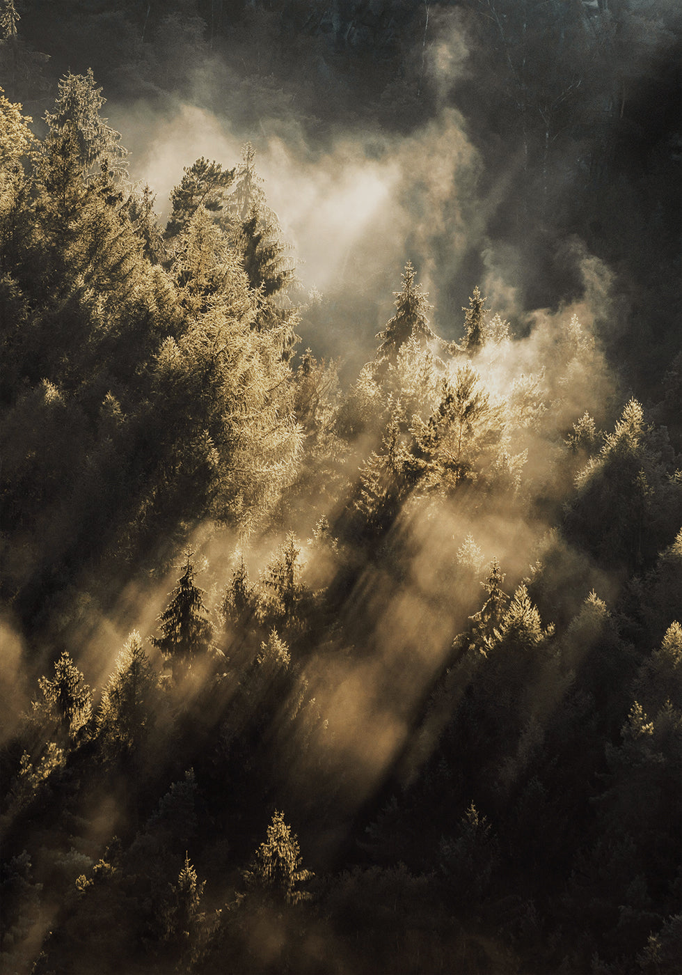 Poster Wald bei Sonnenaufgang 
