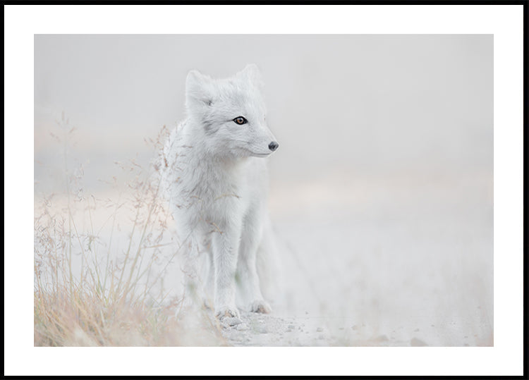 Looking around Plakat