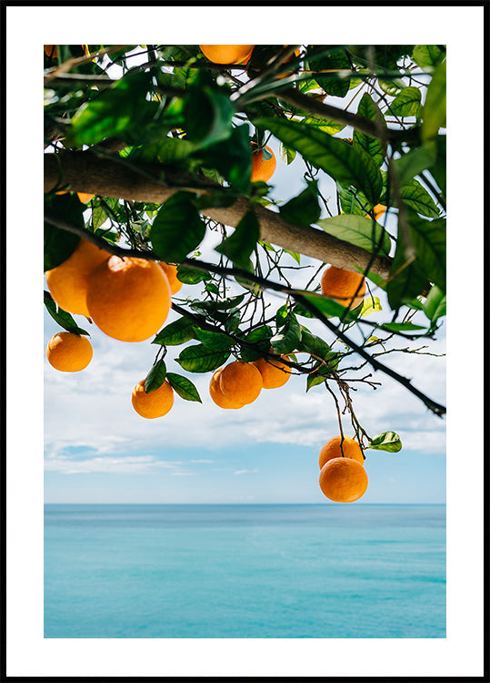 Amalfi Coast Oranges IV Poster