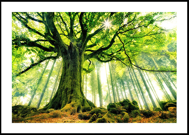 Ponthus' Buchenplakat