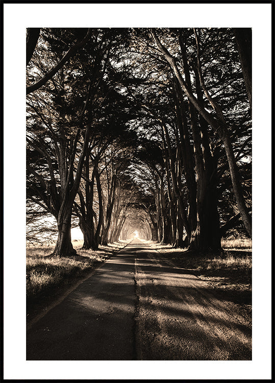 Road Amidst Trees Plakat - Posterbox.dk