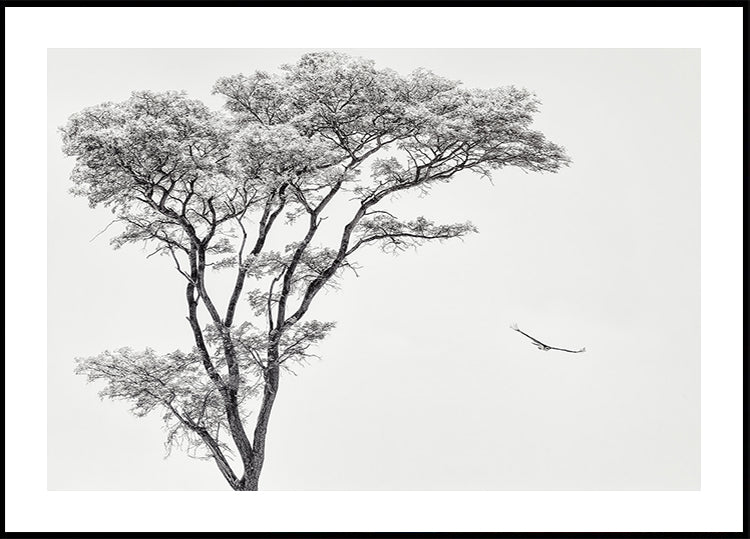 das afrikanische Adlerplakat