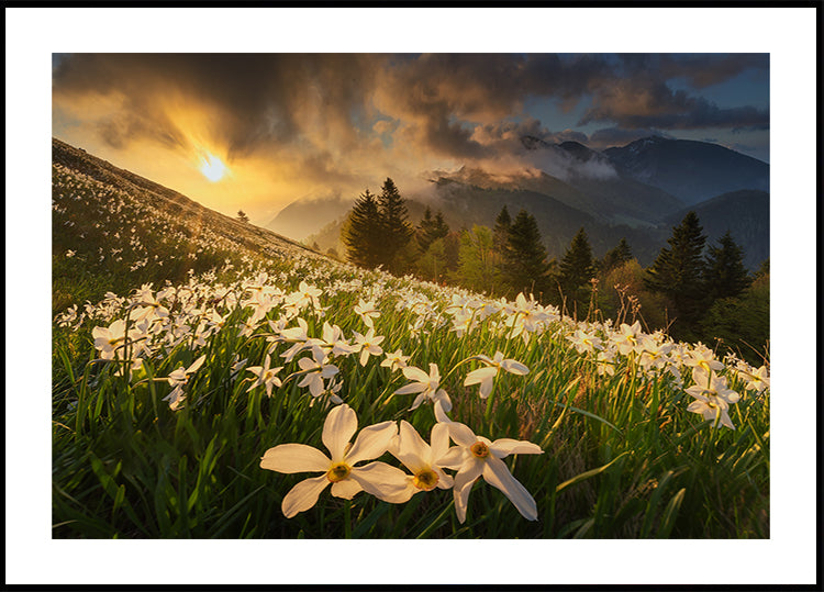 Poster mit weißem Teppich
