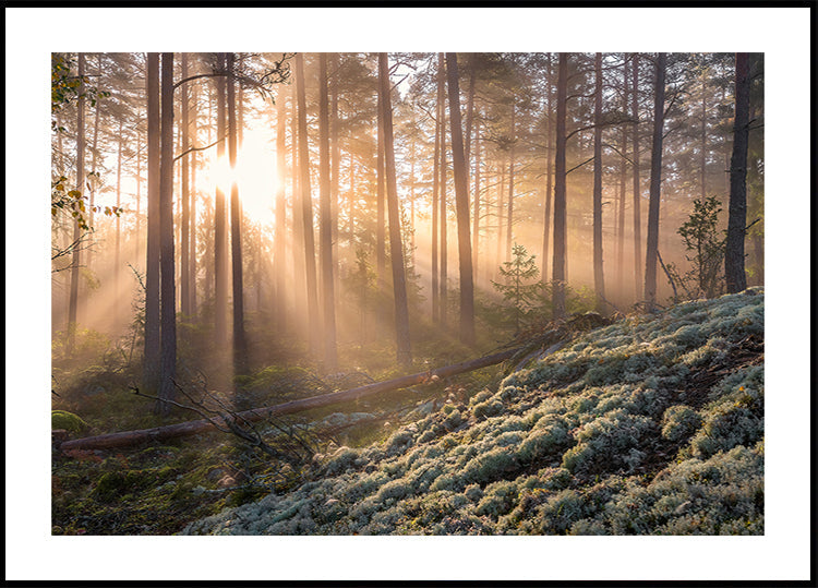 Poster Nebel im Wald mit weißem Moos im Vordergrund