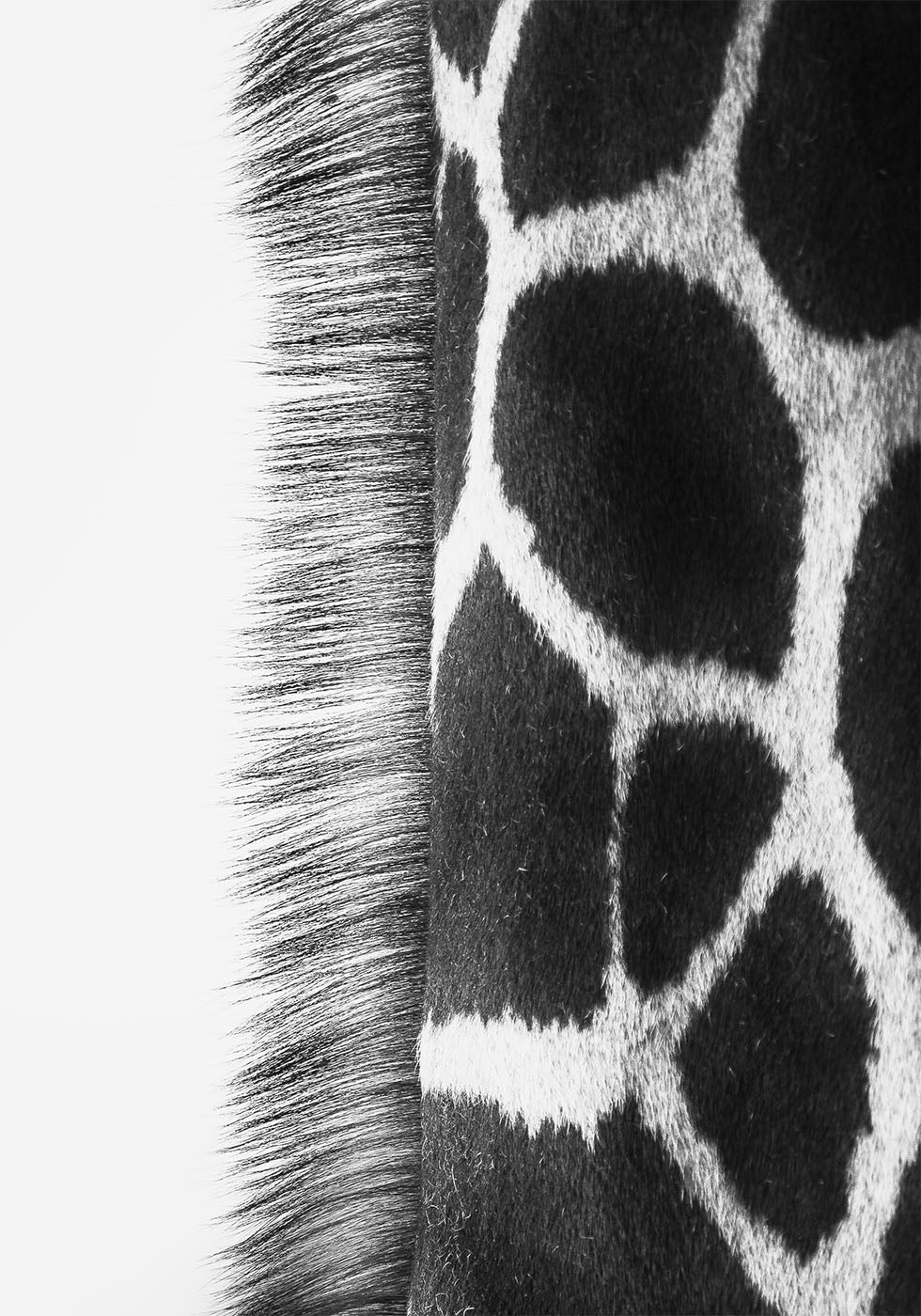 Giraffe Neck Plakat - Posterbox.dk