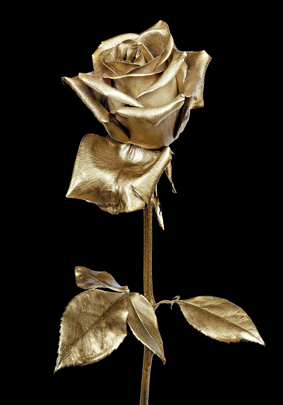 Poster Goldene Rose 