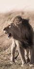 Lion In Profile Plakat - Posterbox.dk